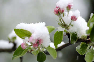 Close-up of pink flowers growing on tree