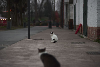 Cat sitting on footpath in city