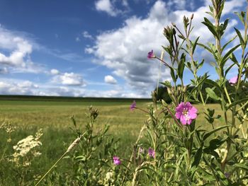 Scenic view of flowering plants on field against sky