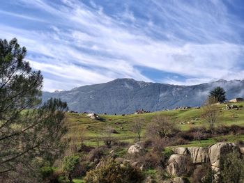 Landscape views with cows grazing. 