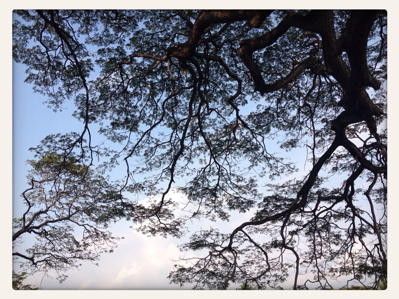 tree, transfer print, branch, low angle view, auto post production filter, sky, nature, tranquility, bare tree, beauty in nature, growth, scenics, silhouette, tree trunk, day, tranquil scene, outdoors, no people, cloud - sky, cloud