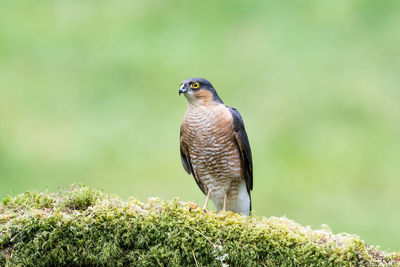 Sparrowhawk, accipiter nisus, on a moss-covered tree branch in a woodland setting