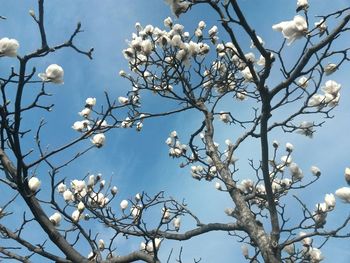 Low angle view of white flower tree against sky