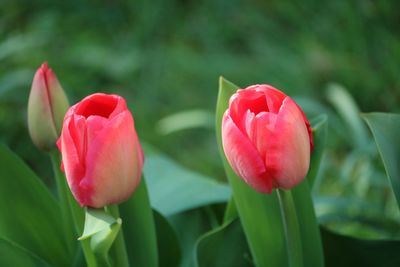 Close-up of pink tulips