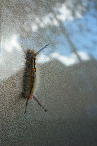 Close-up of insect