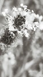 Close-up of flowers blooming