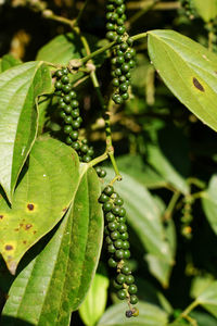 Close-up of berries growing on tree