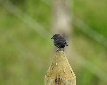 Close-up of bird perching on wood