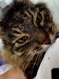 Close-up of a cat looking away