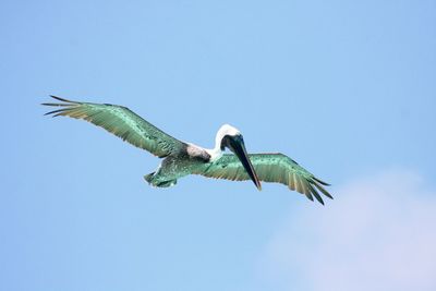 Low angle view of bird flying against clear blue sky