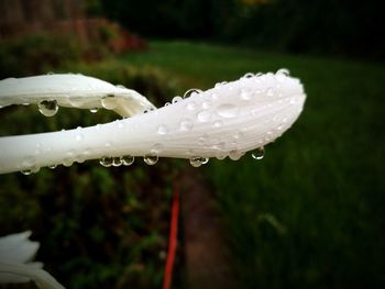 Close-up of wet plant during rainy season