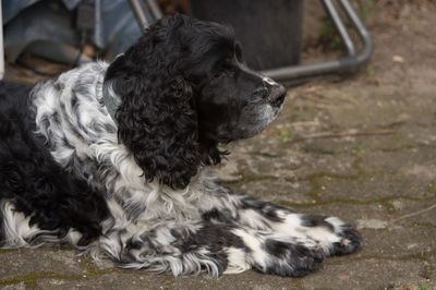 Close-up of dog