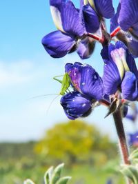 Close-up of purple flowers blooming outdoors