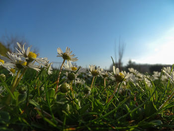 Close-up of flowering plants on field against sky