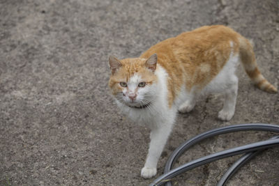 High angle view of a cat looking away