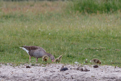 Birds in a field