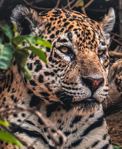 Close-up of leopard