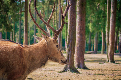 Deer in a forest