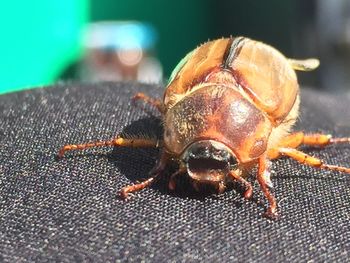 Close-up of insect