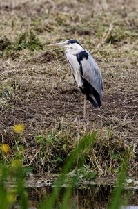 Close-up of bird on grass