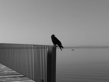 Bird perching on sea against clear sky