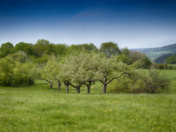 Trees on field against clear sky