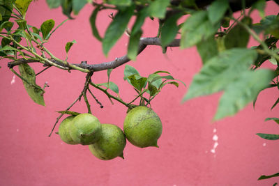 Close-up of fruits growing on tree