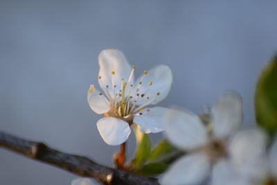 Close-up of apple blossoms in spring