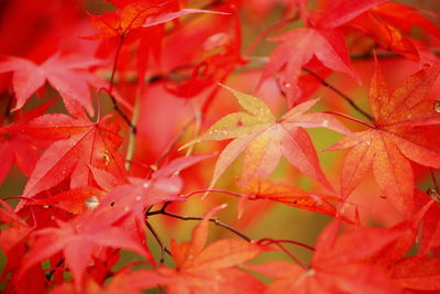 Full frame shot of red maple leaves