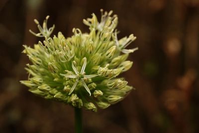 Close-up of flowering plant