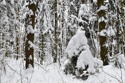 Snow covered trees in forest