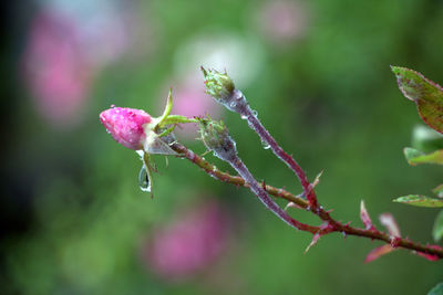 Close-up of wet flower buds