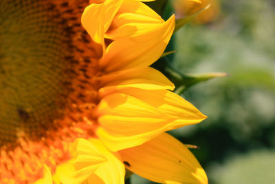 Close-up of yellow flower