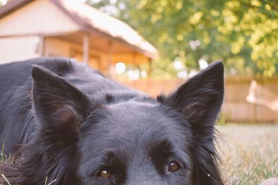 Close-up portrait of a dog