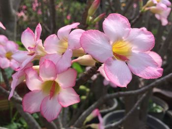 Close-up of pink flowers blooming outdoors