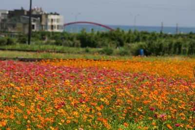 Scenic view of flowering plants on field against sky