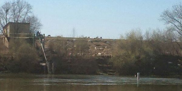 Bare trees against clear sky
