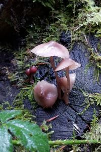 High angle view of mushrooms growing on tree