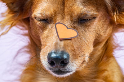 Portrait of a cute dog closing his eyes with a heart on his face for valentine's day.