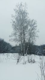 Close-up of bare tree against clear sky