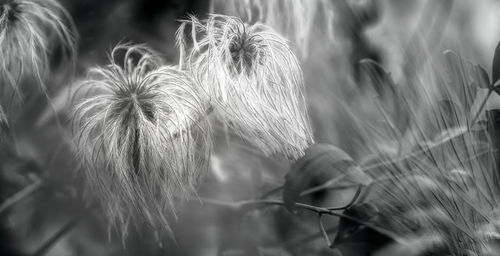 Close-up of dandelion flower on field