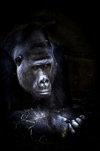 Close-up of gorilla in zoo