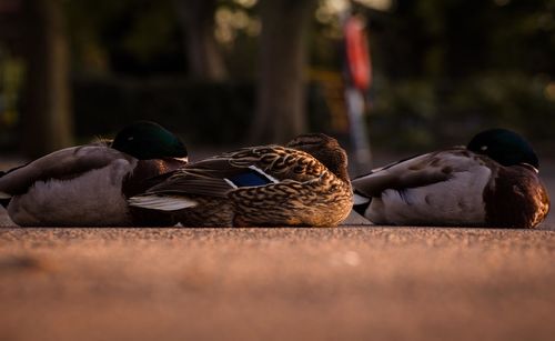 Mallard ducks relaxing on footpath