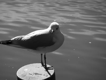 Close-up of seagull perching on lake