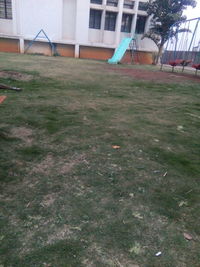 grass