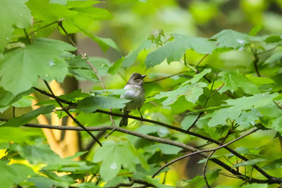 Bird perching on a branch