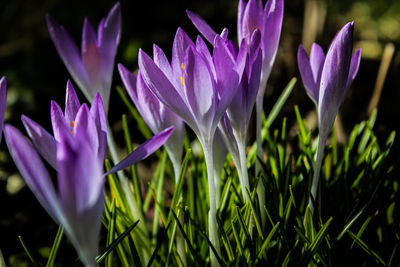 Close-up of purple crocus flowers on field