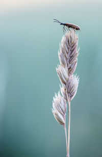 Close-up of wilted plant