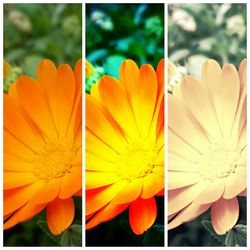 Close-up of yellow flower