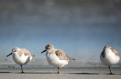 Close-up of seagulls perching on beach